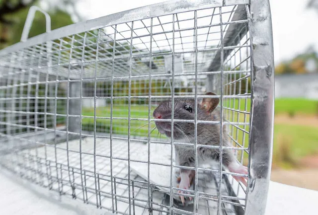  Eine Ratte sitzt in einer Lebendfalle. Eine Lebendfalle ist eine gängige Methode bei der Rattenbekämpfung in Bremen. 