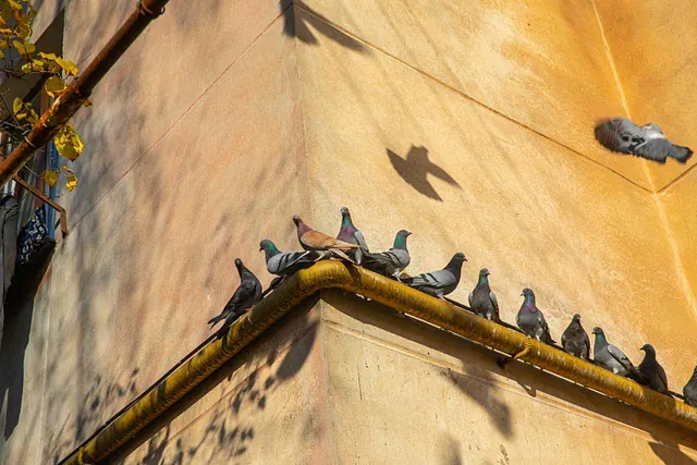 Eine Taubenplage an der Hauswand wird durch den Einsatz von Schädlingsbekämpfung beseitigt.